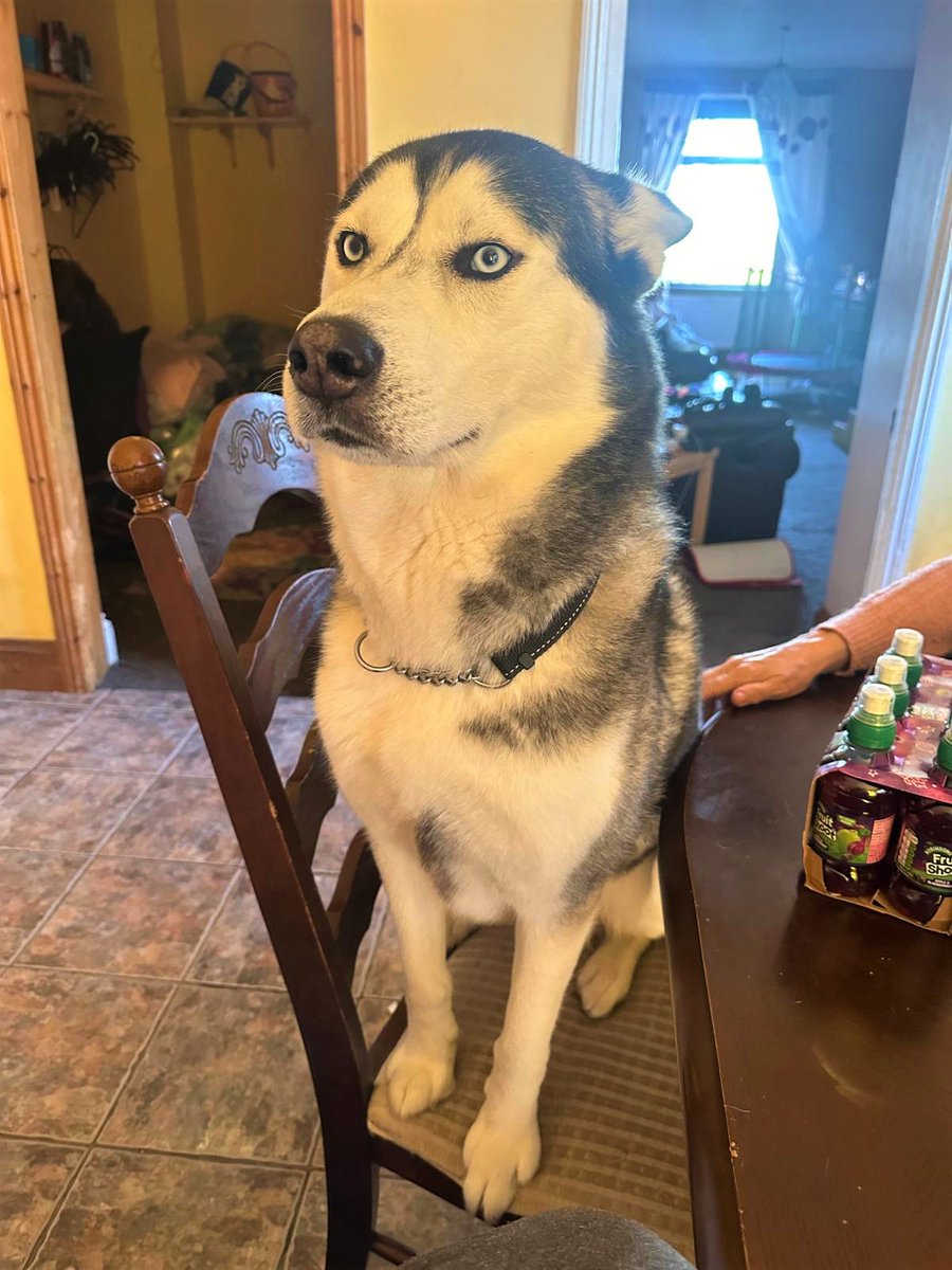 James 🐕 6-year-old Siberian Husky. Shy then affectionate. Loves kids 9+ and dogs his size. Needs active home and love. Adopt today! #SiberianHusky #AdoptDontShop #RescueDog #ForeverHome