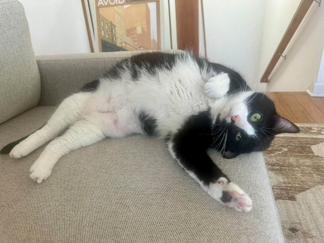 Chicago Pet Rescue tweet media