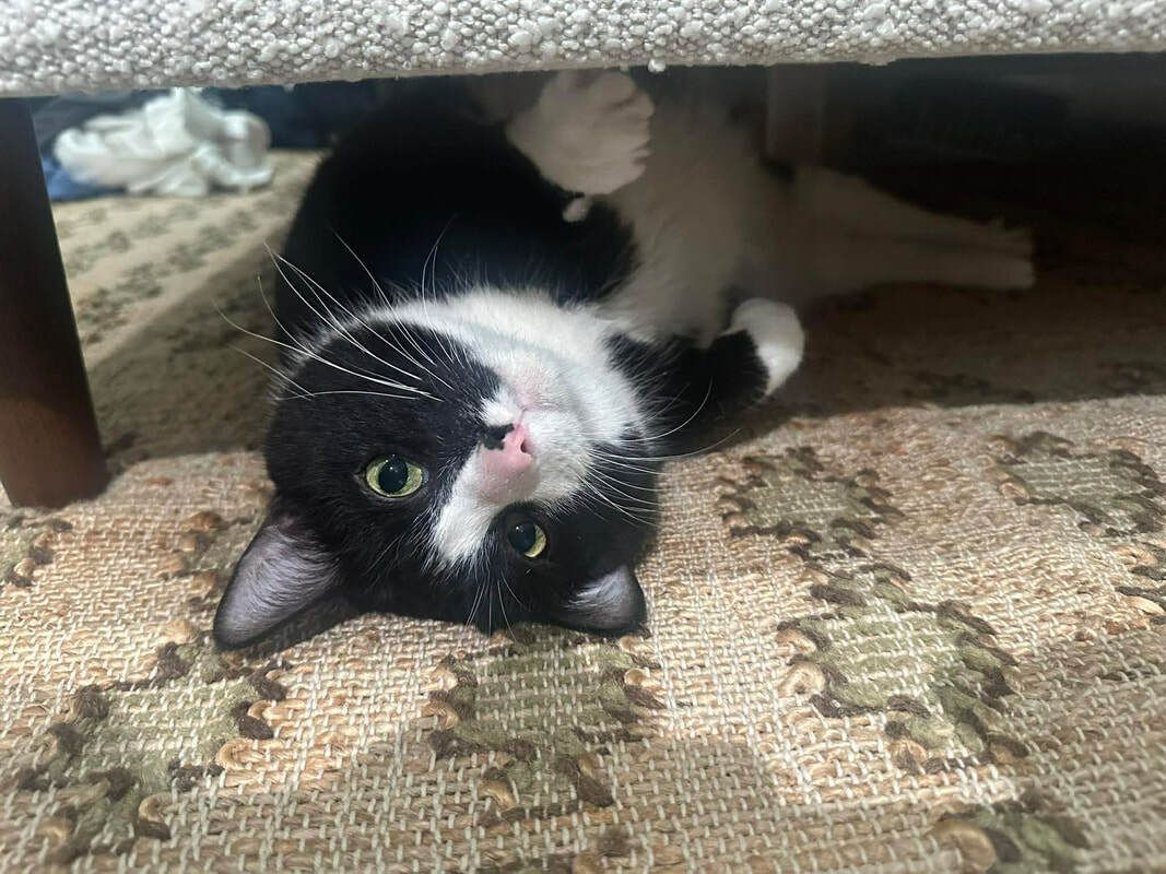 Chicago Pet Rescue tweet media