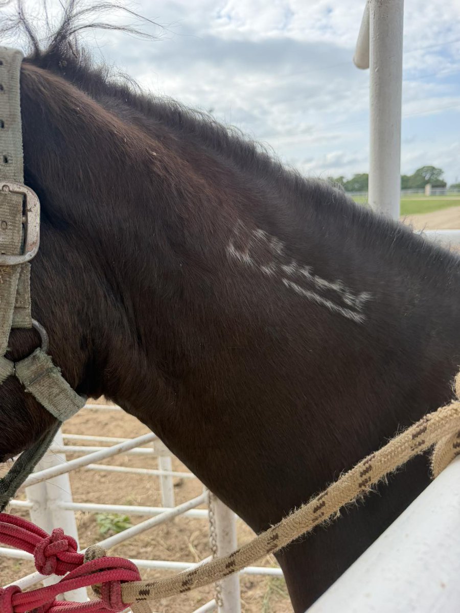 WildCorp's tweet image. #Repost Need $1805 to meet Angel Donor match for the 2 BLM mustangs &amp;amp; burro. This includes transport &amp;amp; qt  We can't save any others until the fundraiser is complete for these 3 then will try &amp;amp; save more before there time is up paypal.com/donate/?hosted…… venmo.com/u/SaveourWildH……