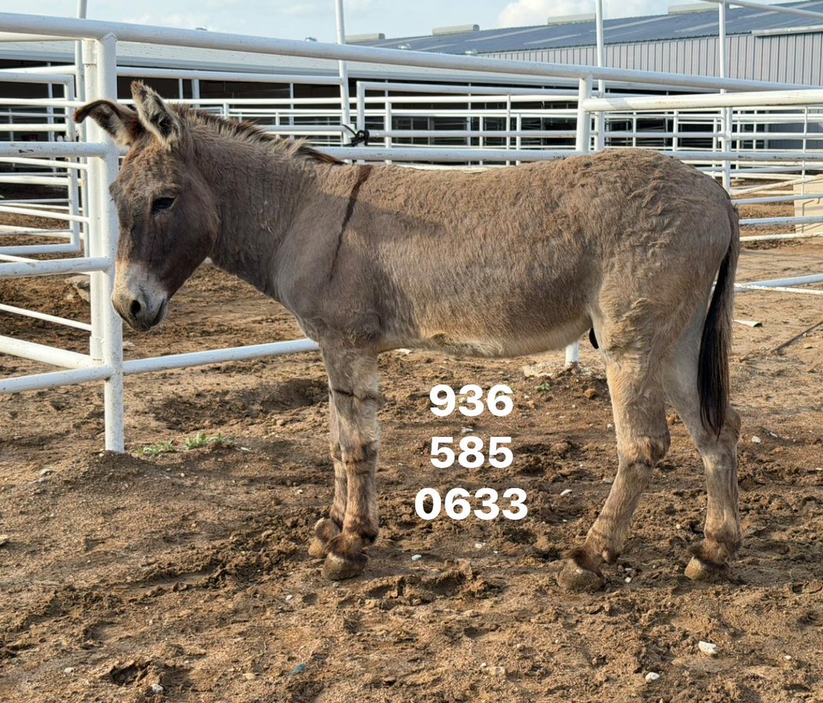 WildCorp's tweet image. #Repost Need $1805 to meet Angel Donor match for the 2 BLM mustangs &amp;amp; burro. This includes transport &amp;amp; qt  We can't save any others until the fundraiser is complete for these 3 then will try &amp;amp; save more before there time is up paypal.com/donate/?hosted…… venmo.com/u/SaveourWildH……