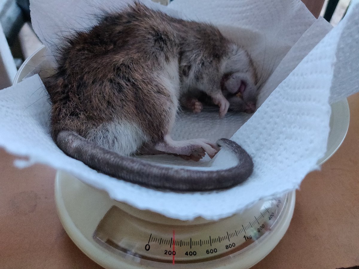 Helkky Hakamaa tweet media