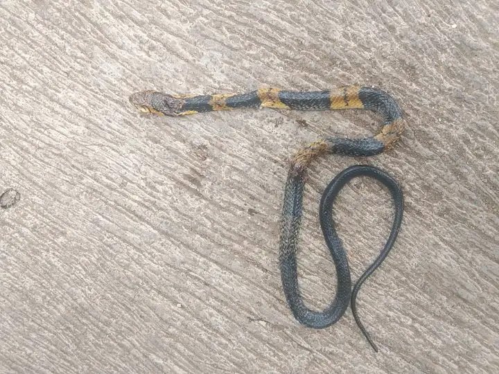 JOStified X tweet media