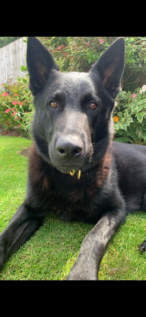 Staffs Dogs & ARV tweet media