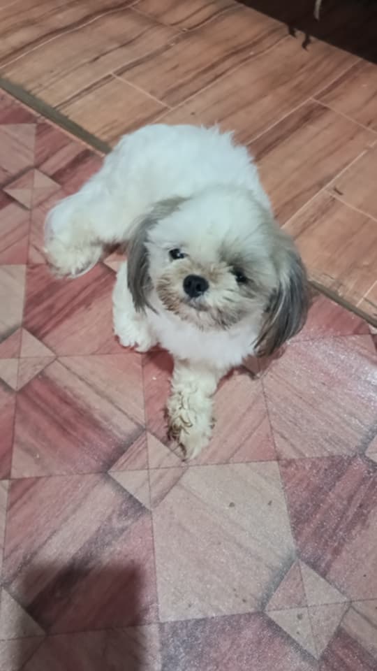 TeacupPh's tweet image. Good morning Everyone. Jnr wishes you all a Fabulous Friday. another hot &amp;amp; humid one. Had a nice bath this morning. so feeling cool. Take care &amp;amp; have a Great Day. Teacups family. 🇵🇭🐶❤️💗😍🥰🙂👍
#dogs #dogsofX #fridayvibe #friday