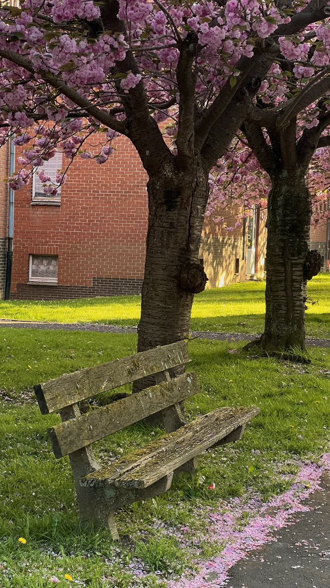 𝚂.𝜗𝜚🎐🪷 tweet media