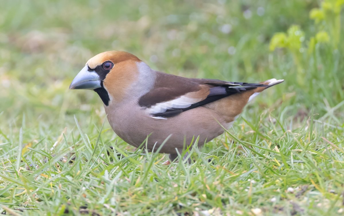 Hugh Harrop Wildlife tweet media