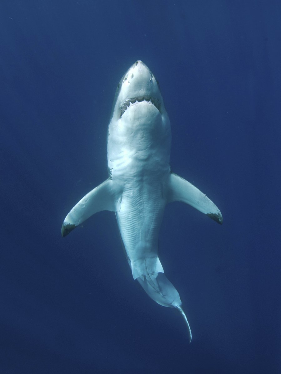 CanalUGR's tweet image. 🔊 El destino del #megalodón podría repetirse

🌊📉 Un nuevo estudio con participación de la #UGR explica cómo el calentamiento de los mares pone en jaque a los grandes peces oceánicos como el atún o el tiburón blanco🦈

Conoce más⤵️
canal.ugr.es/noticia/grande…