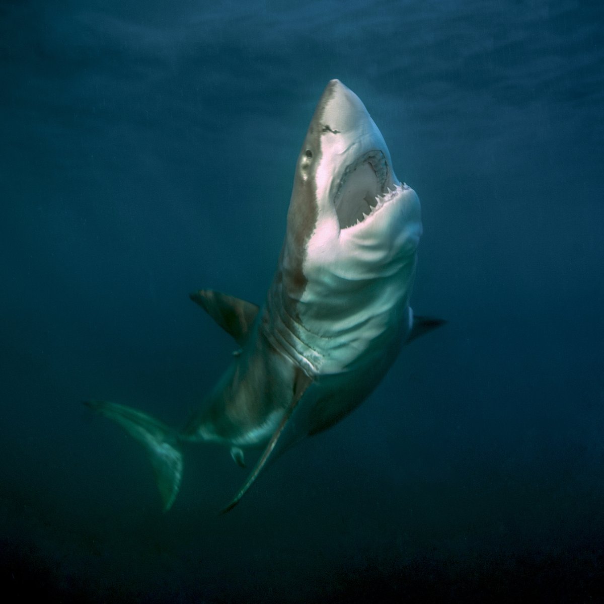 CanalUGR's tweet image. 🔊 El destino del #megalodón podría repetirse

🌊📉 Un nuevo estudio con participación de la #UGR explica cómo el calentamiento de los mares pone en jaque a los grandes peces oceánicos como el atún o el tiburón blanco🦈

Conoce más⤵️
canal.ugr.es/noticia/grande…