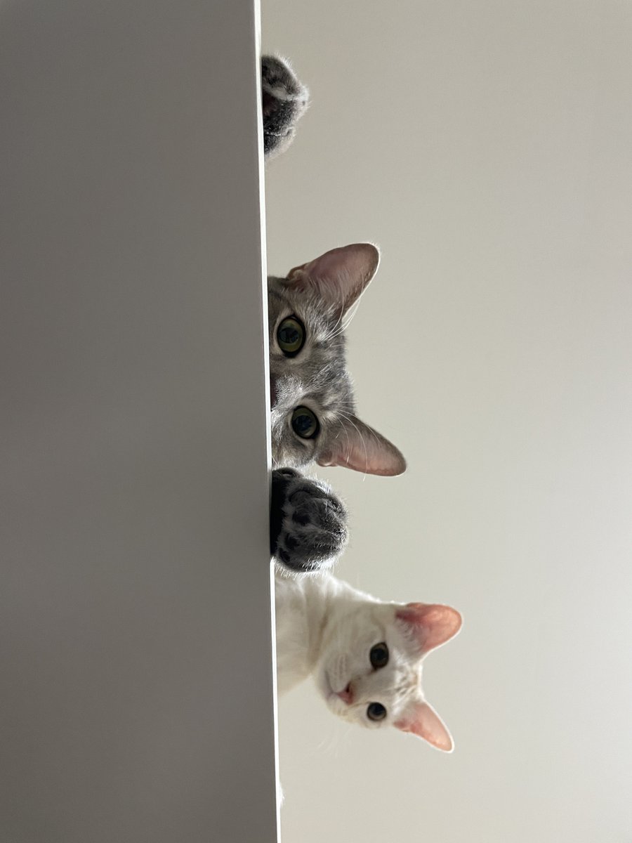 my gallery is 90% my fur babies and barely any of me