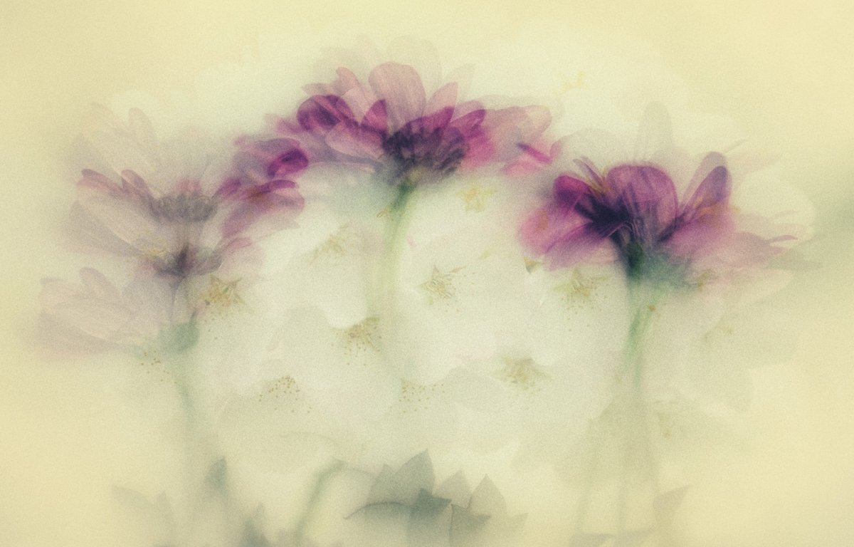 Sam_Alexandra23's tweet image. Good day Gang!  Time to explore your #Creative side of #Photography and share your own visual voice of the world around us. My top 2 images were created with two photos combined &amp;amp; the bottom 2 are in-camera #MultipleExposure shots. Enjoy your day &amp;amp; be safe! 📸😊