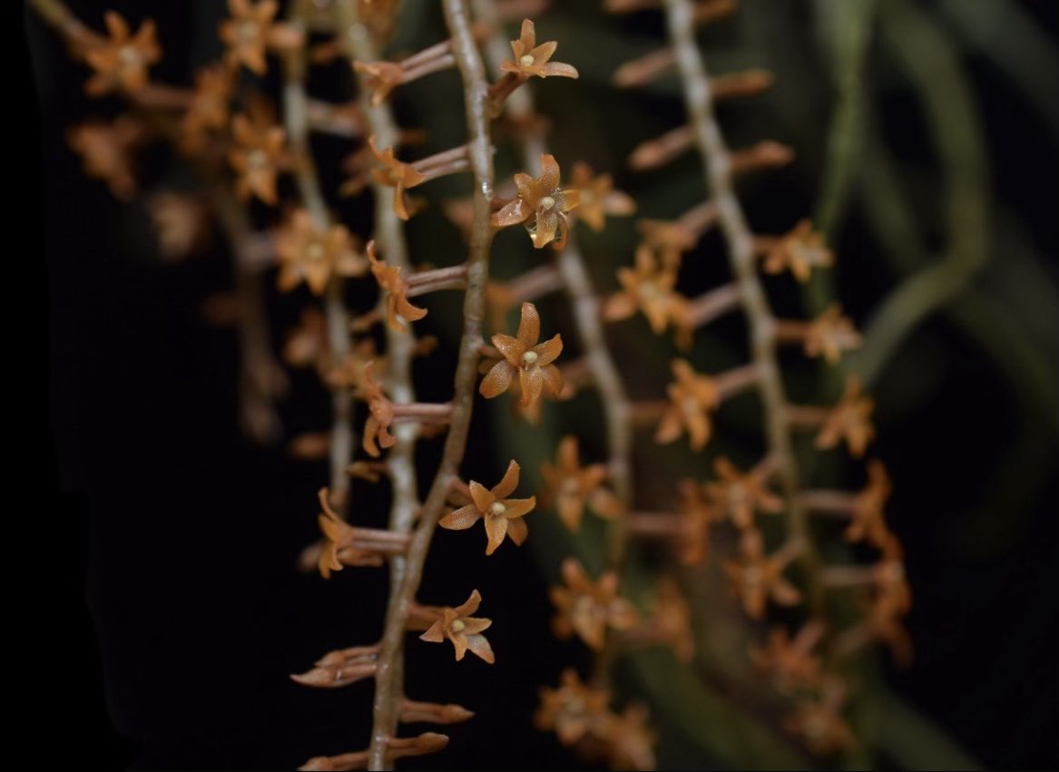 ElaOrchids tweet media