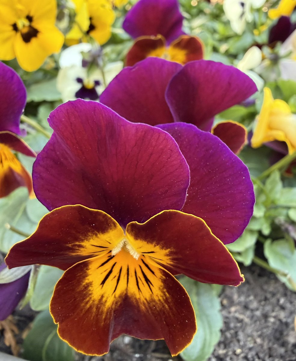FRD490's tweet image. Viola x wittrockiana
🌱🌿💚❤️♥️💛🌸
#Viola #blossom