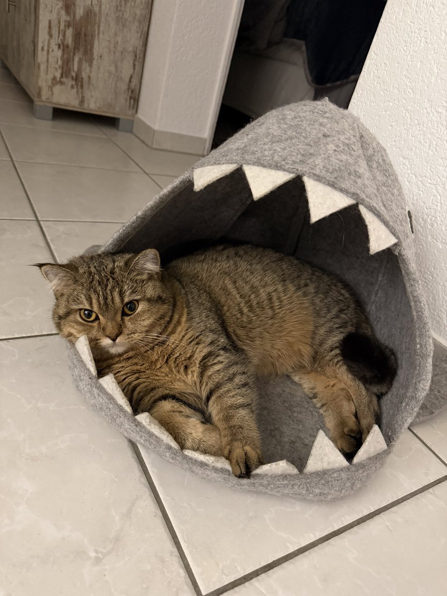 Sofiiaa__🌸⁷ ~ 𝓐𝓻𝓲𝓻𝓪𝓷𝓰 ⊙⊝⊜ 🪭 tweet media