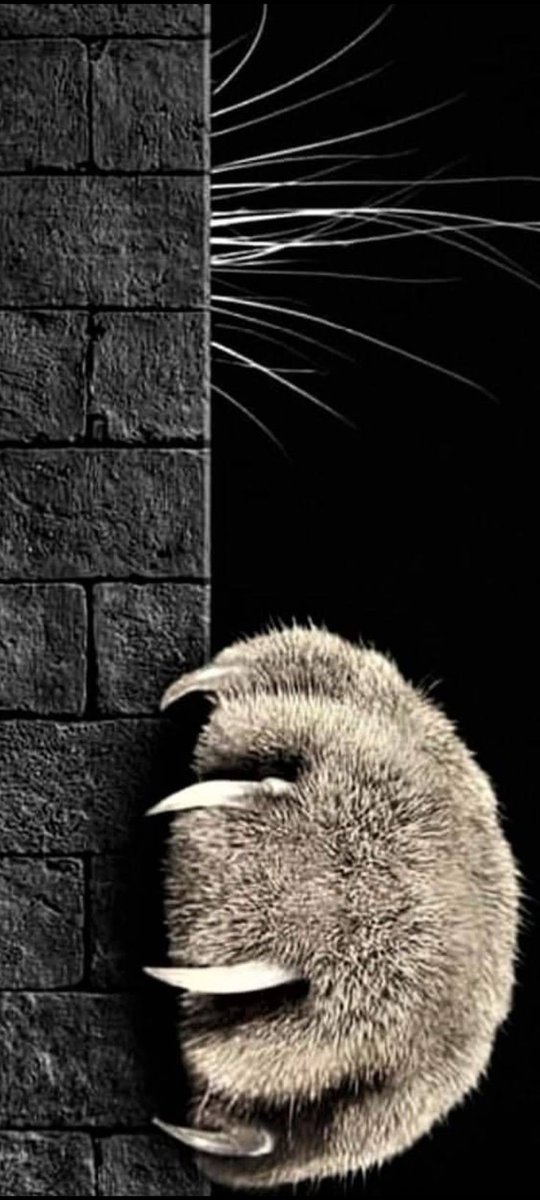 ○𝗙𝗙𝗜𝗖𝗜𝝙𝗟𝗧○𝗠𝗠𝗦𝗞𝝙𝗥𝗦𝗚𝝙𝗥𝗗 ☪ tweet media