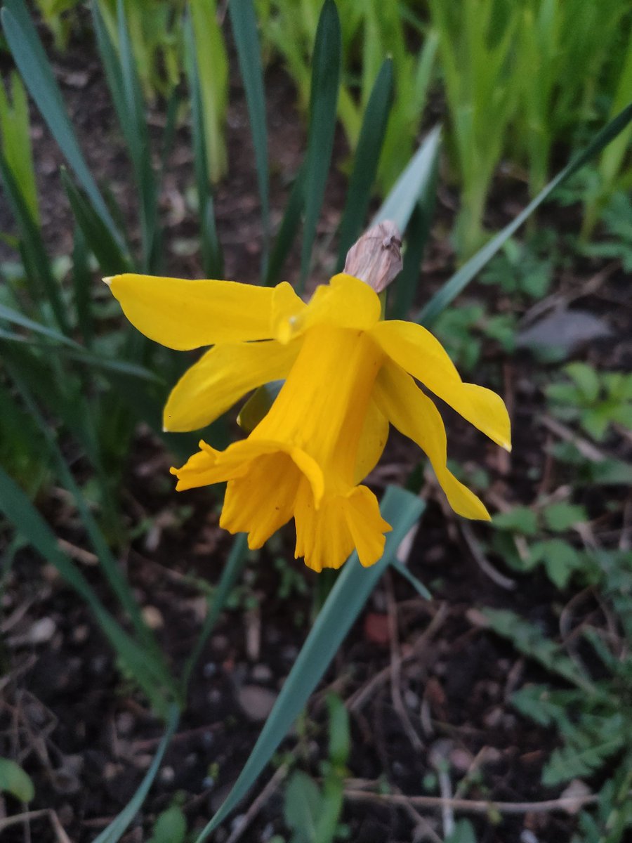 Nata27Best's tweet image. Добрый вечер. Good evening. 🌾
#SpringVibes 
#Flowers 
#MyPhoto