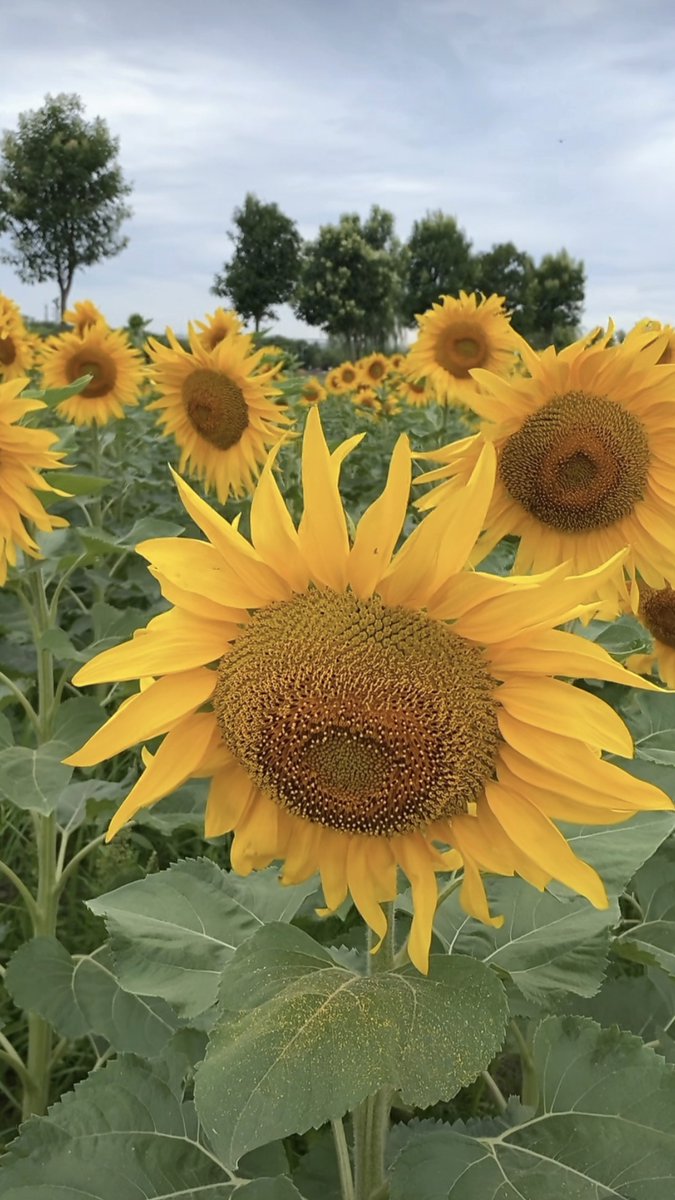 AEGIS AI tweet media