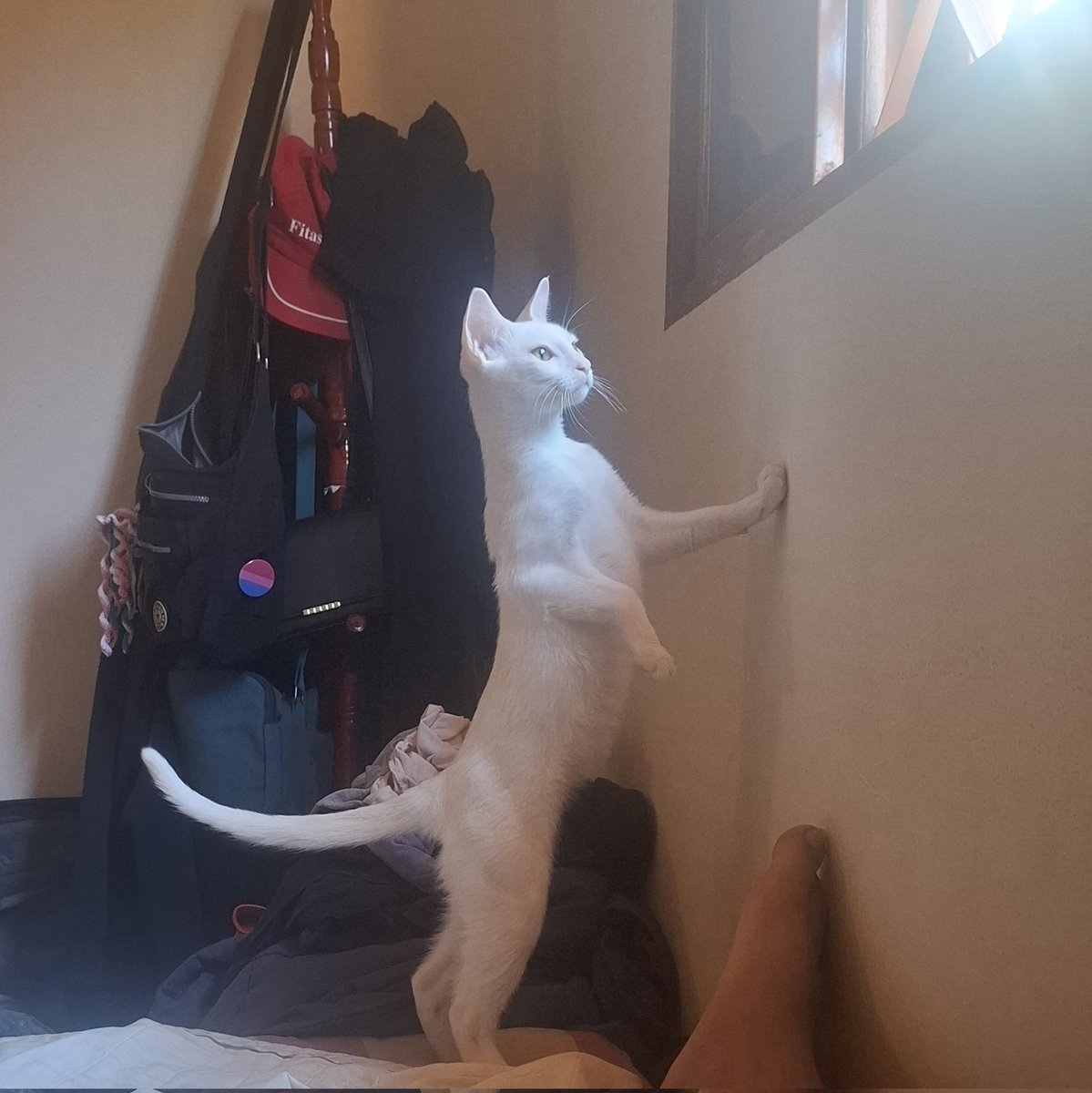 luna das cambalhota 🏳️‍⚧️ tweet media