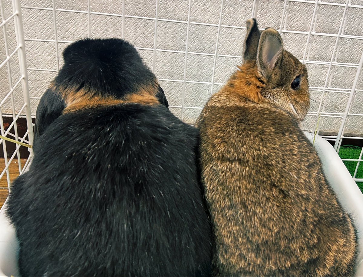 小林美代子/Miyoko Kobayashi tweet media