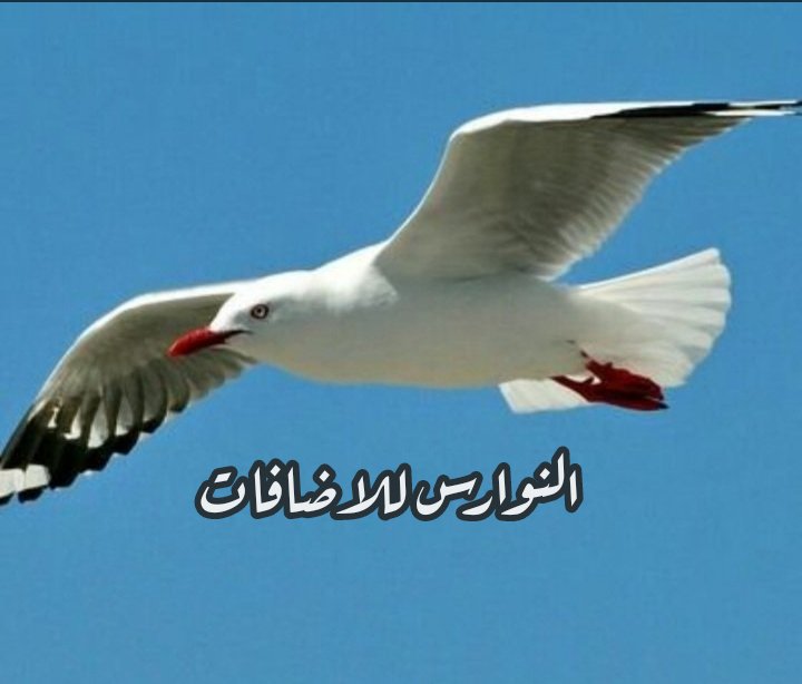 أحمد tweet media