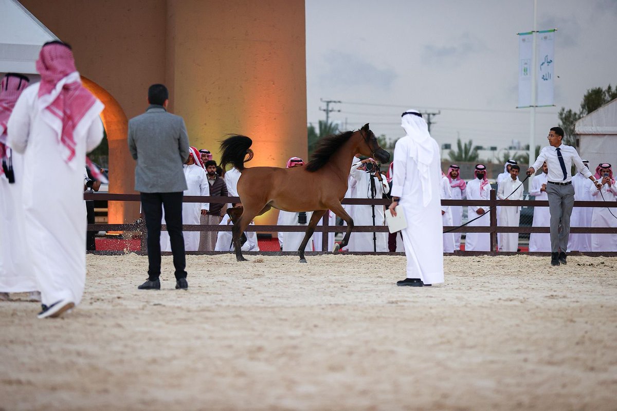 بطولة القصيم لجمال الخيل العربية tweet media
