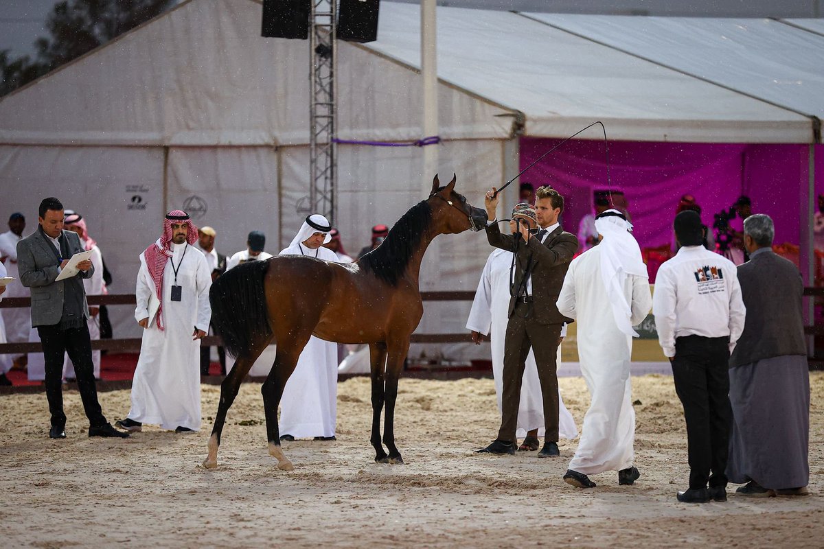 بطولة القصيم لجمال الخيل العربية tweet media