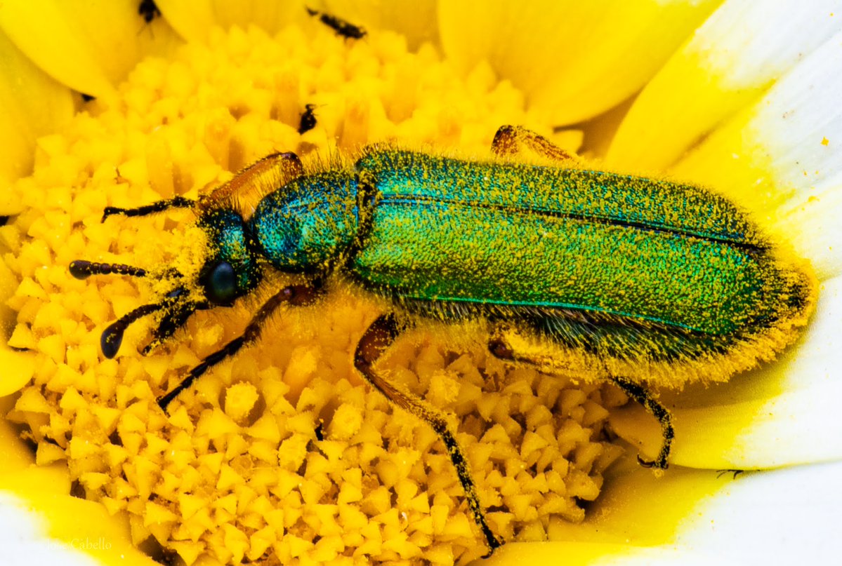 Jose María Cabello tweet media