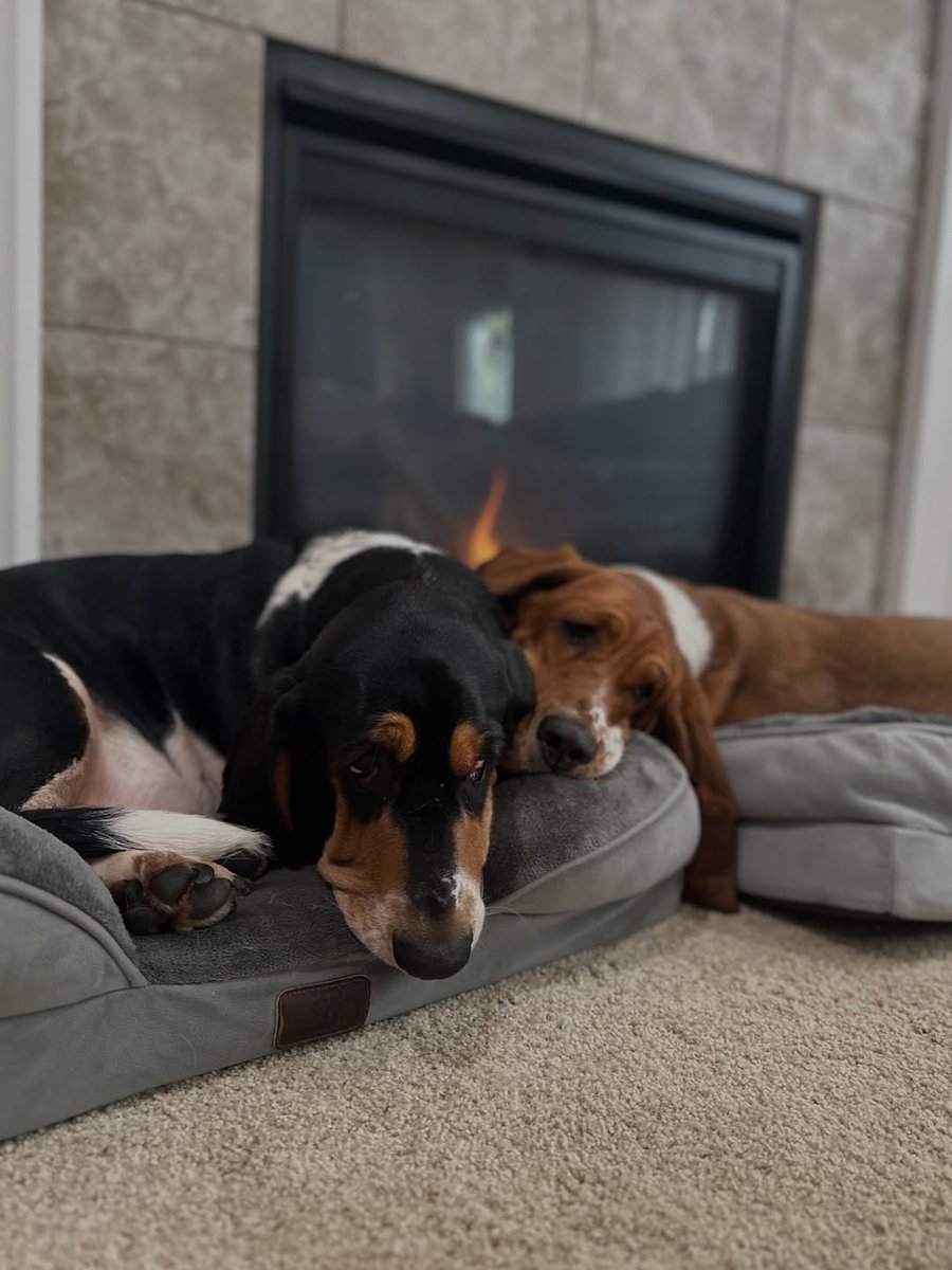 CarlosMerritte's tweet image. Cuteness Overloaded😍😍
#puppies #cutepuppies #houndpuppy #gardengnome #teethingpuppy #BassetHoundLoverUSA