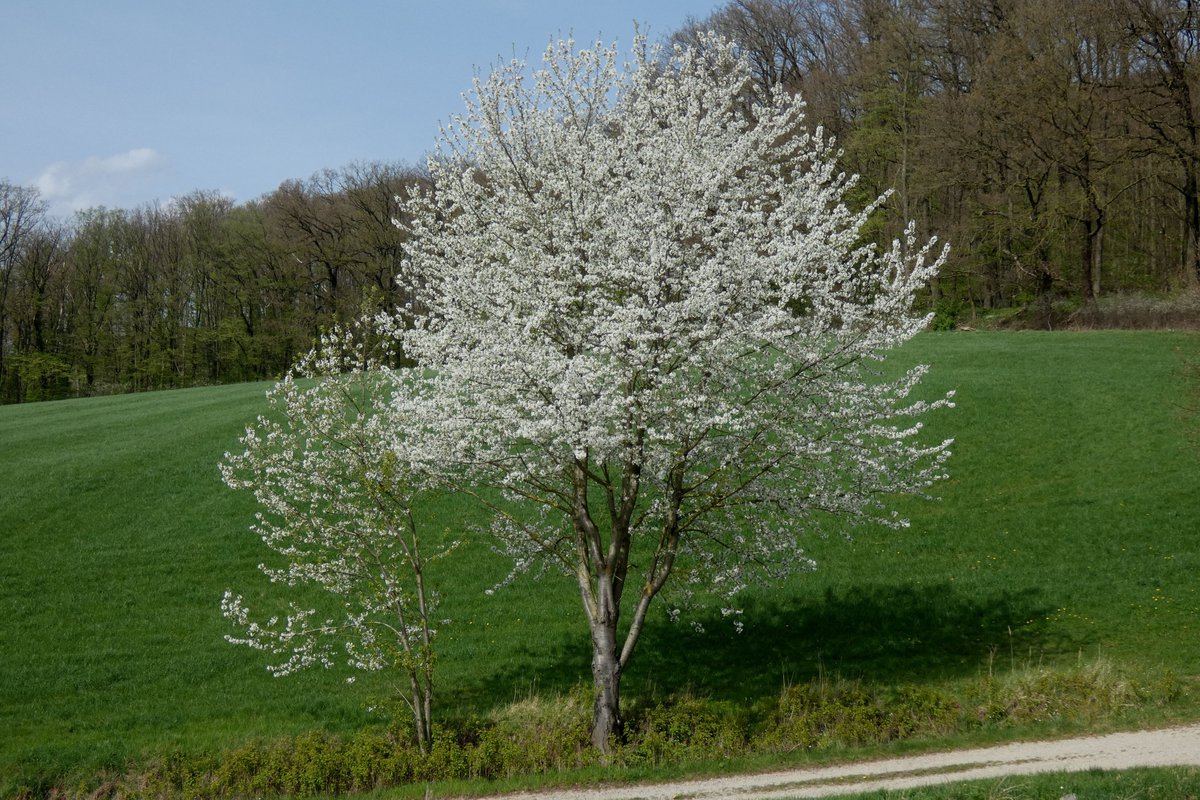 Weidenröslein🌸 tweet media