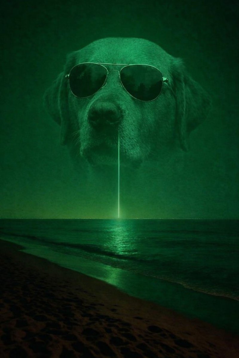 0xMayarJ { $DOG ARC 🐶} tweet media