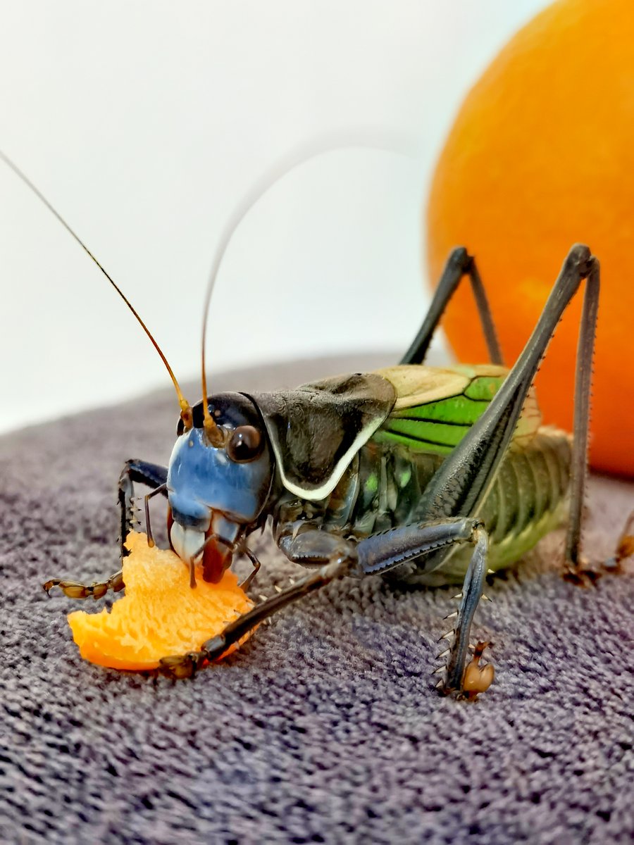 Миша tweet media