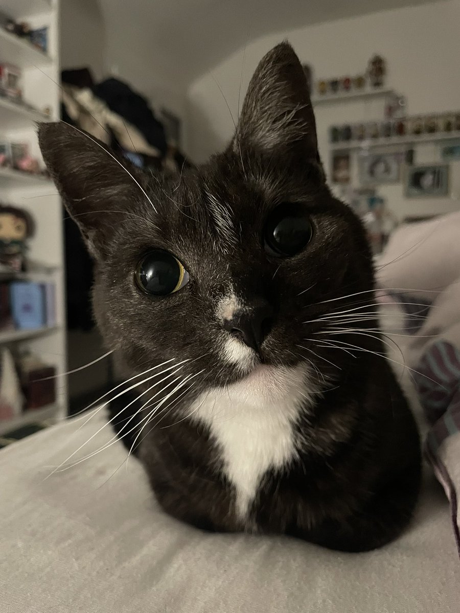 la plus belle du monde ma fifille