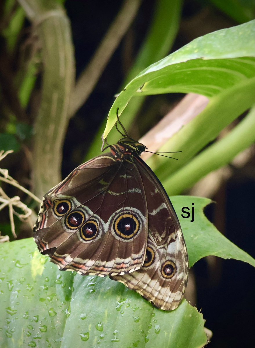 SandraBeeKind's tweet image. A butterfly symbolizes acceptance of each new phase in life. To keep faith as everything around you changed.
Lisa Kleypas
Rainshadow Road

#InsectThursday #Butterflies
#Pollinators #NatureIsAmazing #NatureLover