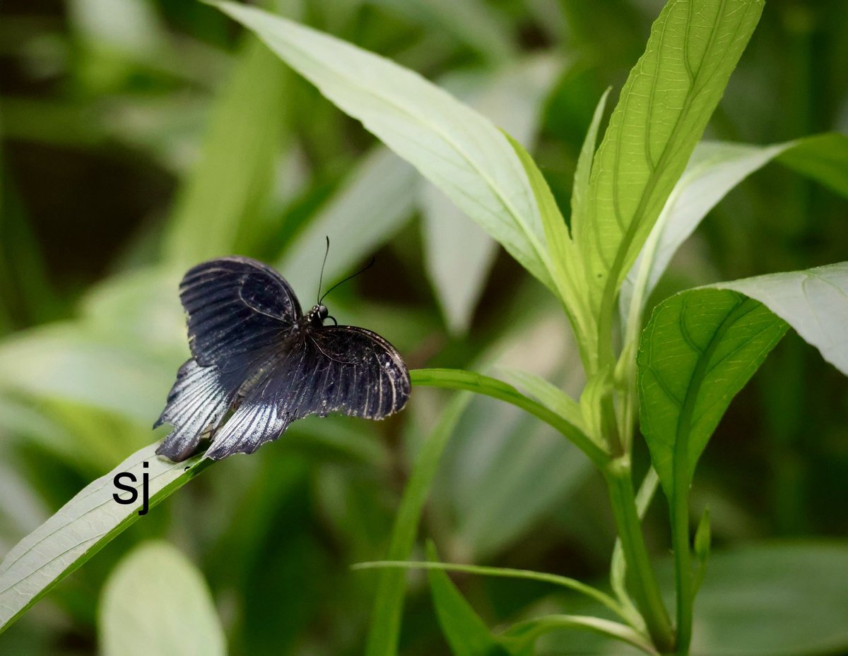 SandraBeeKind's tweet image. A butterfly symbolizes acceptance of each new phase in life. To keep faith as everything around you changed.
Lisa Kleypas
Rainshadow Road

#InsectThursday #Butterflies
#Pollinators #NatureIsAmazing #NatureLover