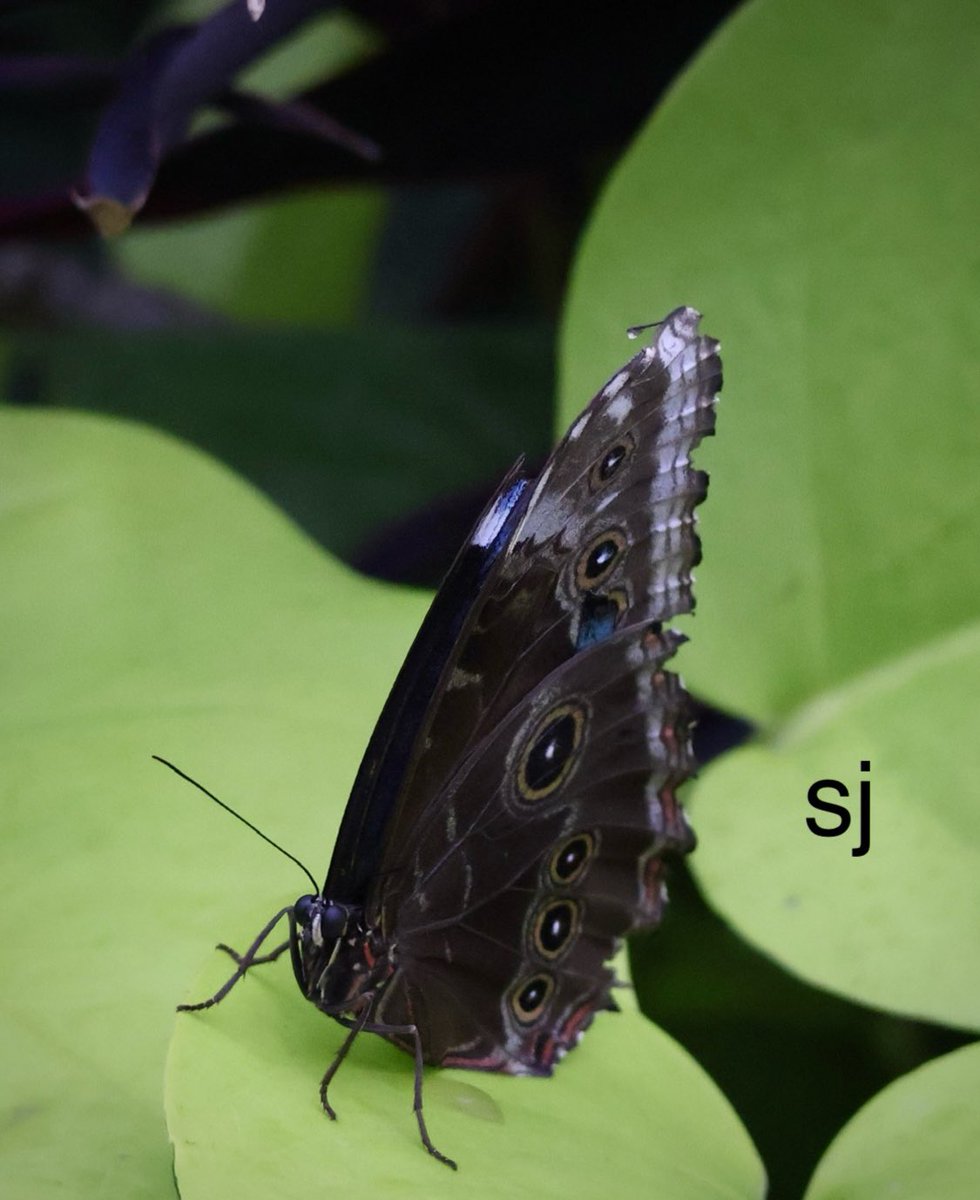 SandraBeeKind's tweet image. A butterfly symbolizes acceptance of each new phase in life. To keep faith as everything around you changed.
Lisa Kleypas
Rainshadow Road

#InsectThursday #Butterflies
#Pollinators #NatureIsAmazing #NatureLover