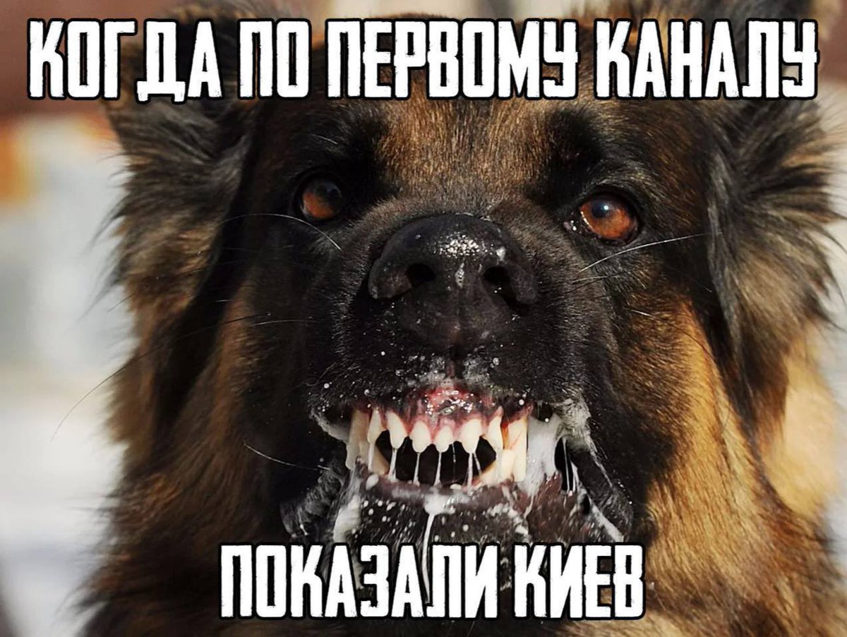 карайло 🤼‍♀️ tweet media