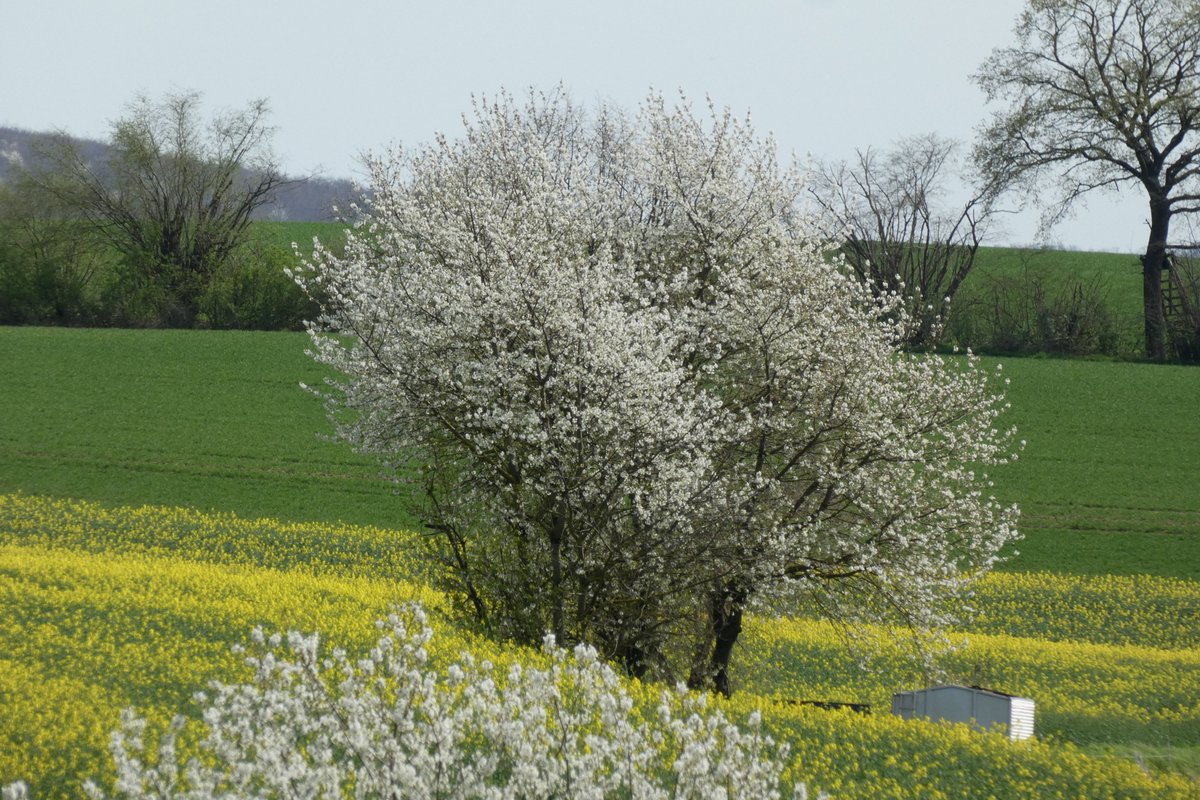 Weidenröslein🌸 tweet media