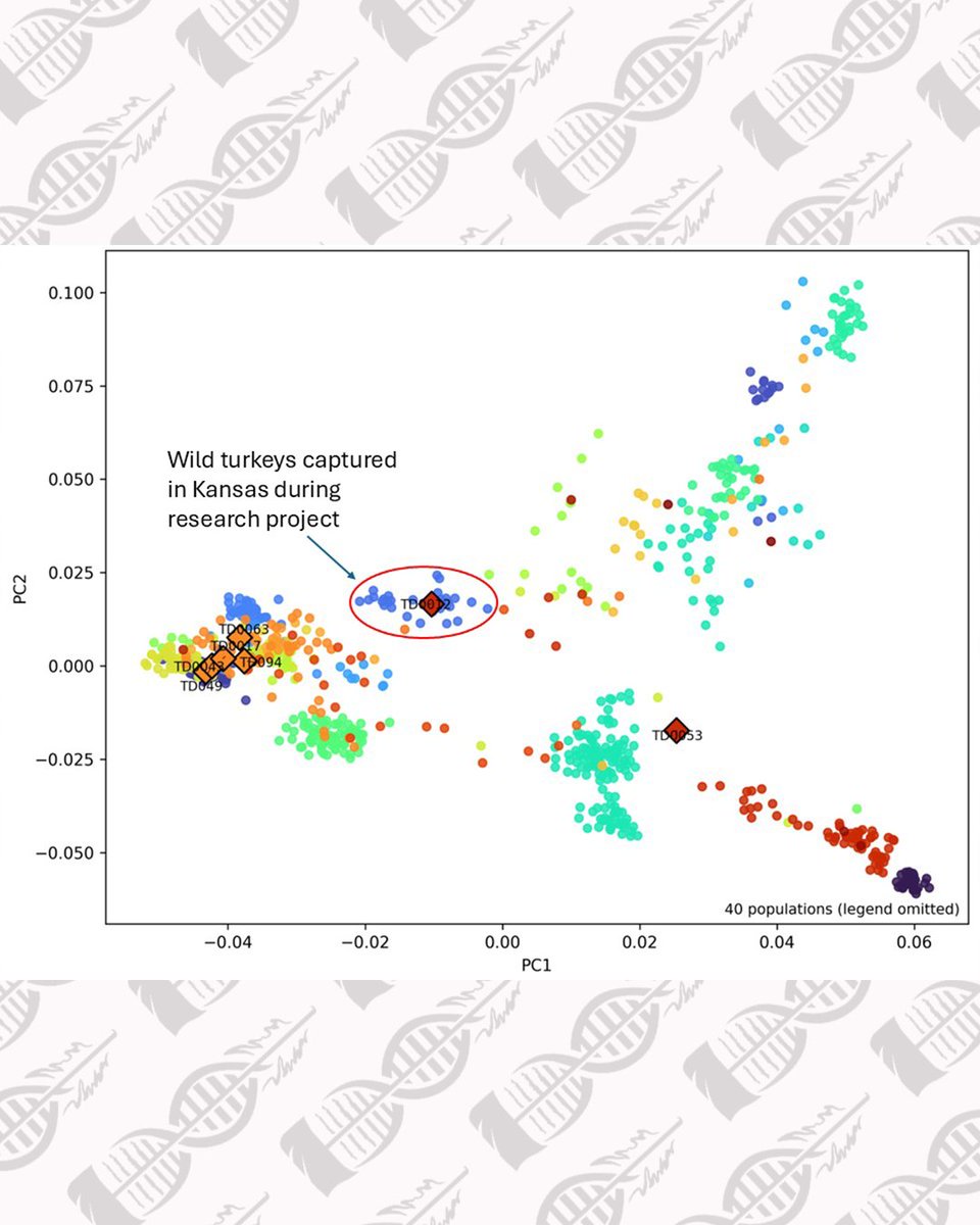 wildturkeyDNA tweet media