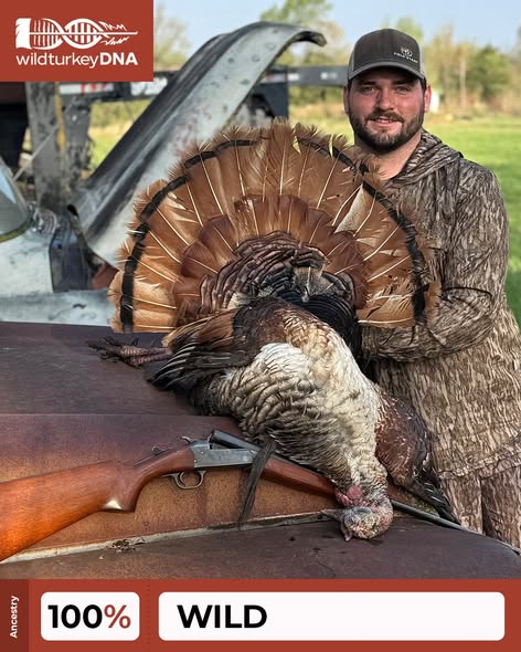 wildturkeyDNA tweet media