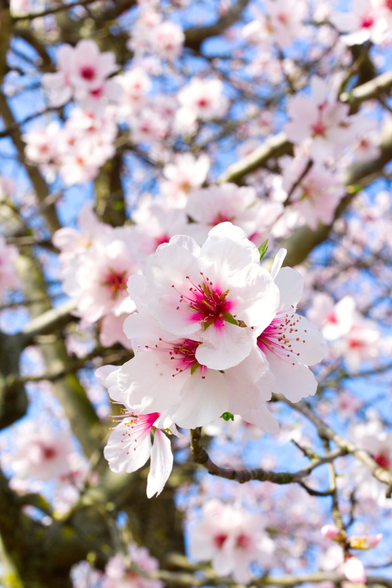 Jacques-Yves Cousteau tweet media