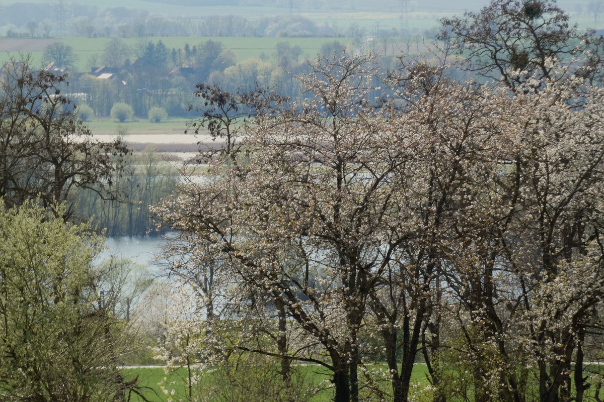 Weidenröslein🌸 tweet media