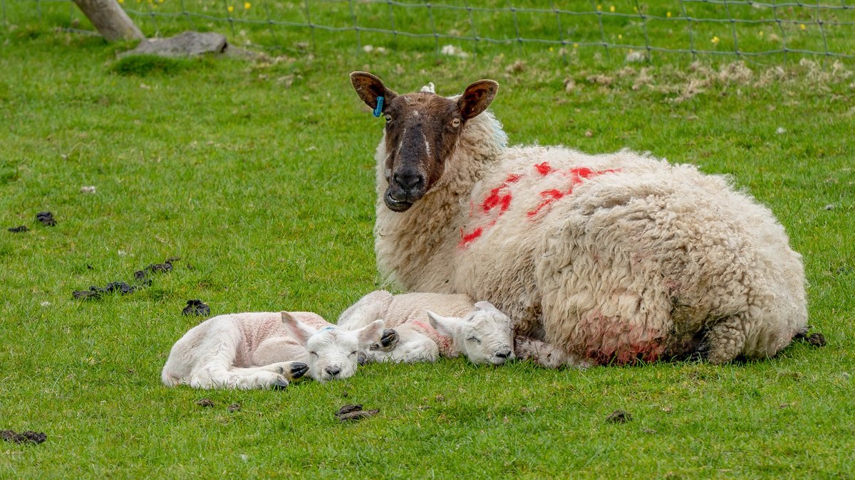 plextor7's tweet photo. @Shefali_oza#moorlands #chillinout with mother#spring#cheers  cliff # thanks for airing my picture # 15th april # top forecaster https://t.co/npxJTTT9S2