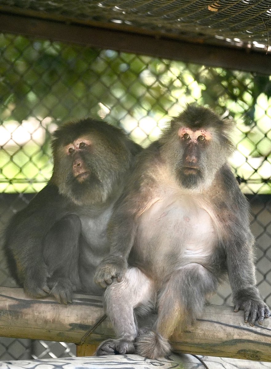 やえち tweet media