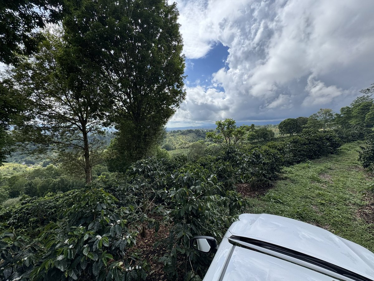 粕谷哲｜Philocoffea tweet media