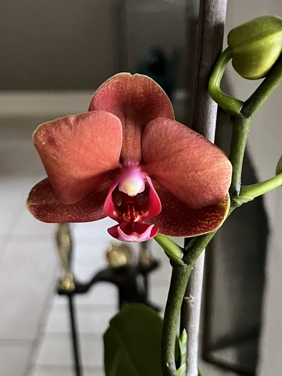 Christie TaleTinker001 tweet media