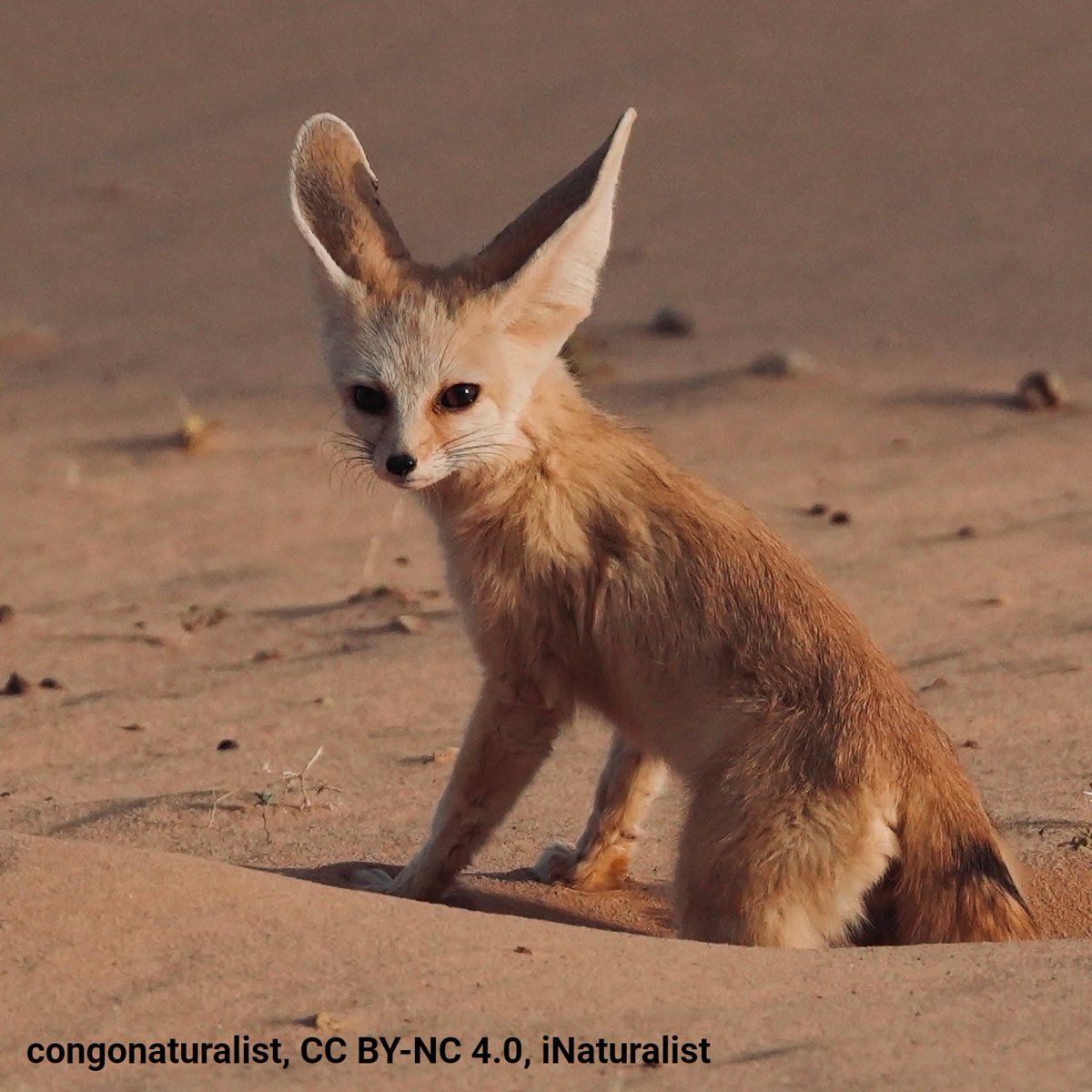 American Museum of Natural History tweet media