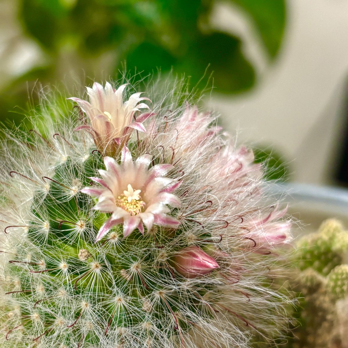 毎年綺麗に咲いてくれるサボテン「タカサゴ」🌵🌸
今年はいつもより早めの開花です✨☺️

 #サボテン #サボテンタカサゴ #サボテン高砂