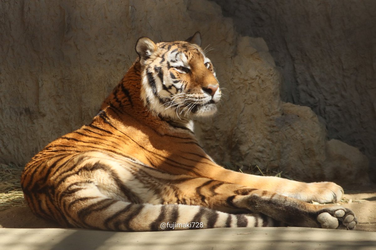 maki🐯🗻 tweet media