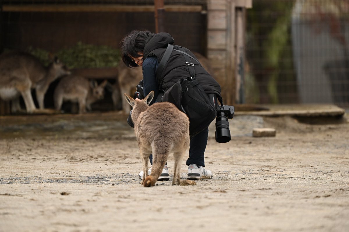 ぐれいうるふ tweet media