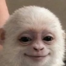 aryan monkey tweet media